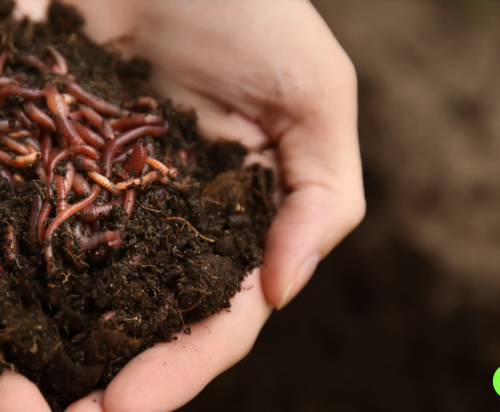Compost wormen Oostwold, Groningen